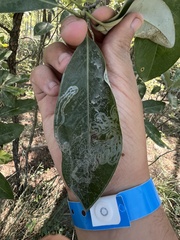 Phyllocnistis magnoliella