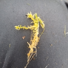 Sphagnum tenellum