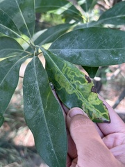 Phyllocnistis magnoliella