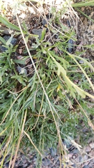 Artemisia pattersonii