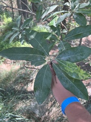 Phyllocnistis magnoliella