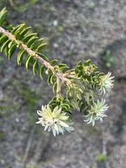 Phylica dodii