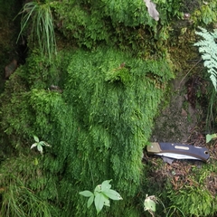 Pseudohygrohypnum eugyrium