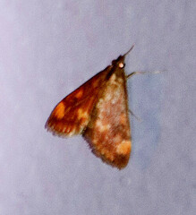 Pyrausta onythesalis