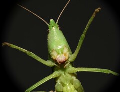 Neoconocephalus velox