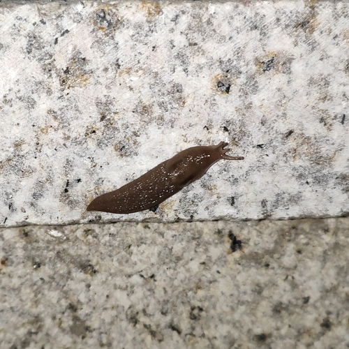 Threeband Slugs