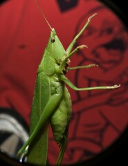 Neoconocephalus velox
