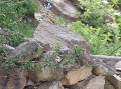 Trochalopteron elliotii