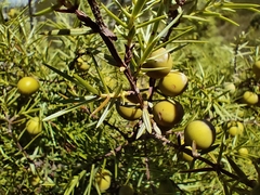 Juniperus oxycedrus