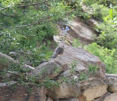 Trochalopteron elliotii