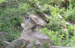 Trochalopteron elliotii