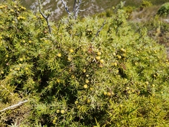 Juniperus oxycedrus