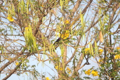 Chalcomitra amethystina
