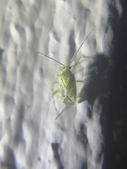 Taedia marmorata