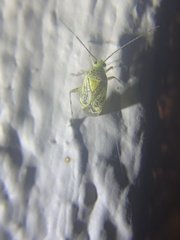 Taedia marmorata