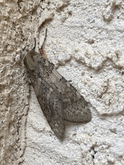 Pseudohemihyalea labecula