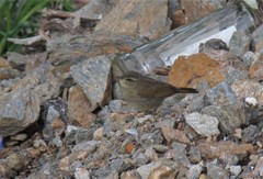 Phylloscopus schwarzi
