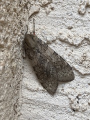 Pseudohemihyalea labecula