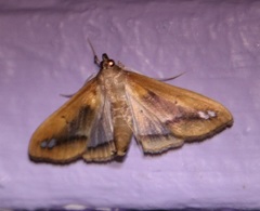 Diaphania fumosalis