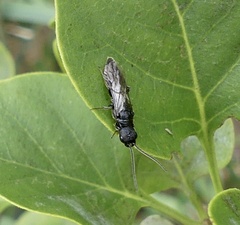 Pristocerinae