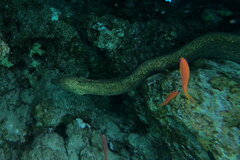 Gymnothorax flavimarginatus