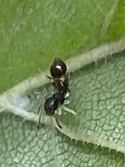 Temnothorax longispinosus