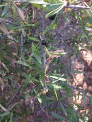 Rhamnus oleoides