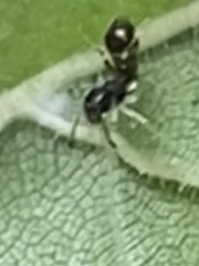 Temnothorax longispinosus