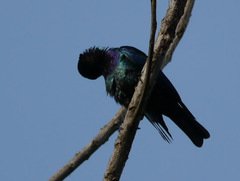 Hylopsar purpureiceps