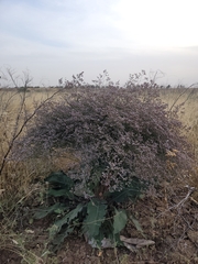 Limonium gmelinii