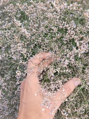 Limonium gmelinii
