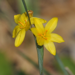 Sisyrinchium palmifolium