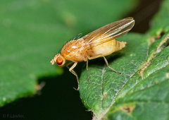 Lauxaniidae