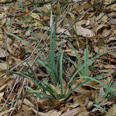 Sisyrinchium palmifolium