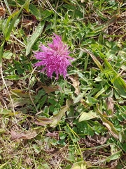 Cirsium acaule