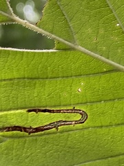Stigmella villosella