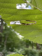 Stigmella villosella