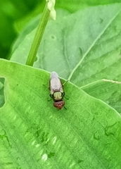 Physiphora alceae