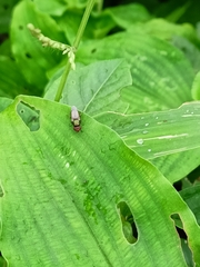 Physiphora alceae