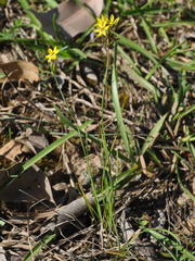 Sisyrinchium commutatum