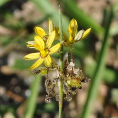 Sisyrinchium commutatum