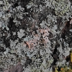 Erythricium aurantiacum