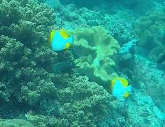 Hemitaurichthys polylepis