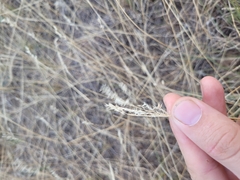 Poa bulbosa