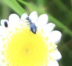 Anthelephila caerulea