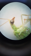 Pseudomallada flavifrons