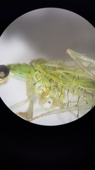 Pseudomallada flavifrons