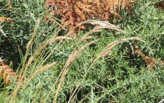 Festuca heterophylla