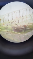 Pseudomallada flavifrons