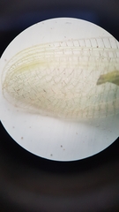 Pseudomallada flavifrons